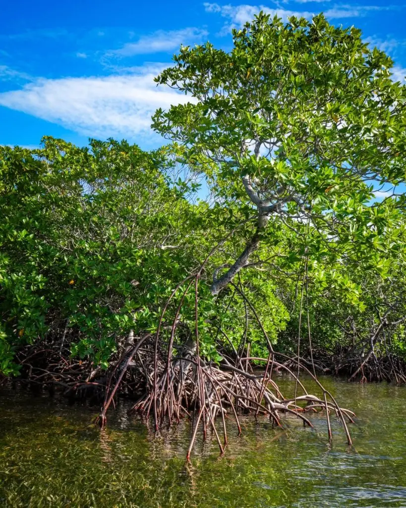 Photo of a mangrove tree with its roots diving into the waters at Turneffe Atoll, Belize