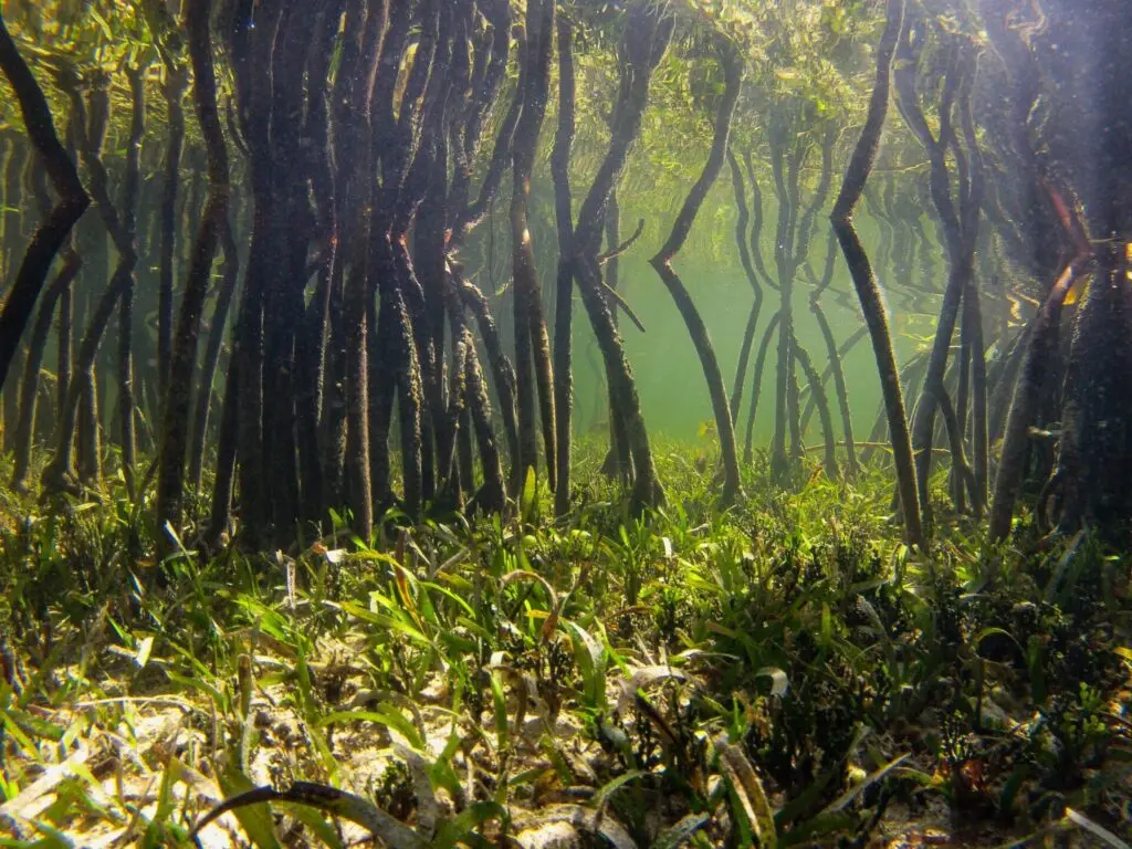 Photo of mangrove trees extending roots into the water at Turneffe Atoll, Belize