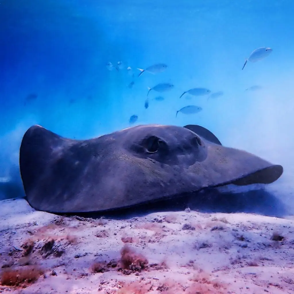 Photo of a marine animal on the ocean floor at Turneffe Atoll, Belize