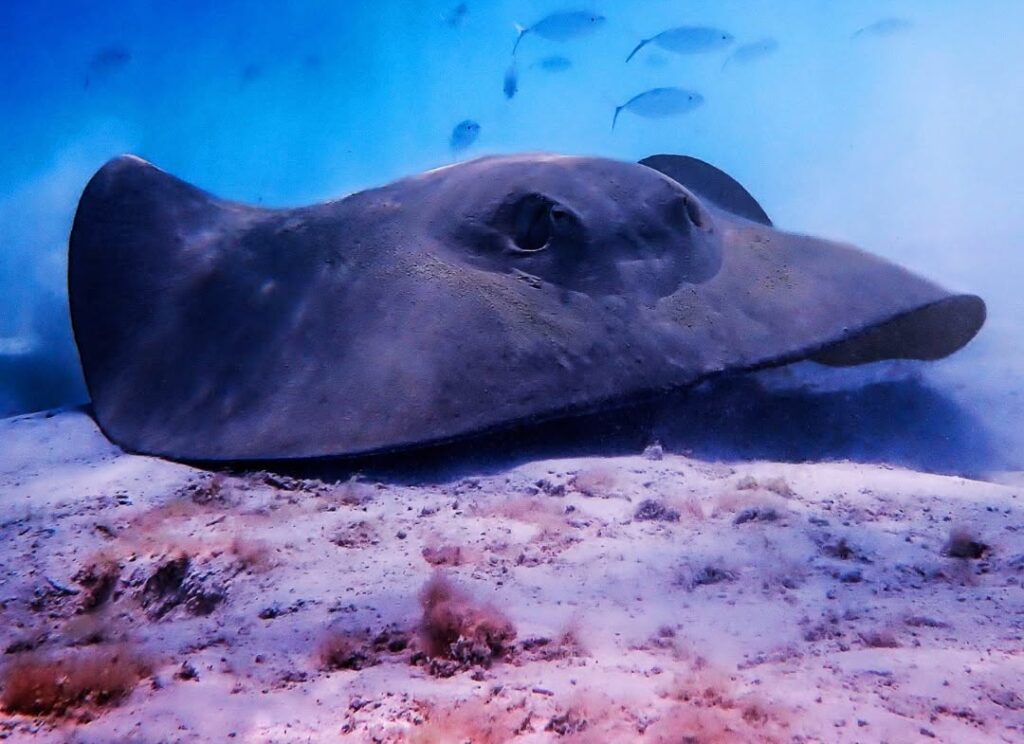Photo of a marine animal on the ocean floor at Turneffe Atoll, Belize