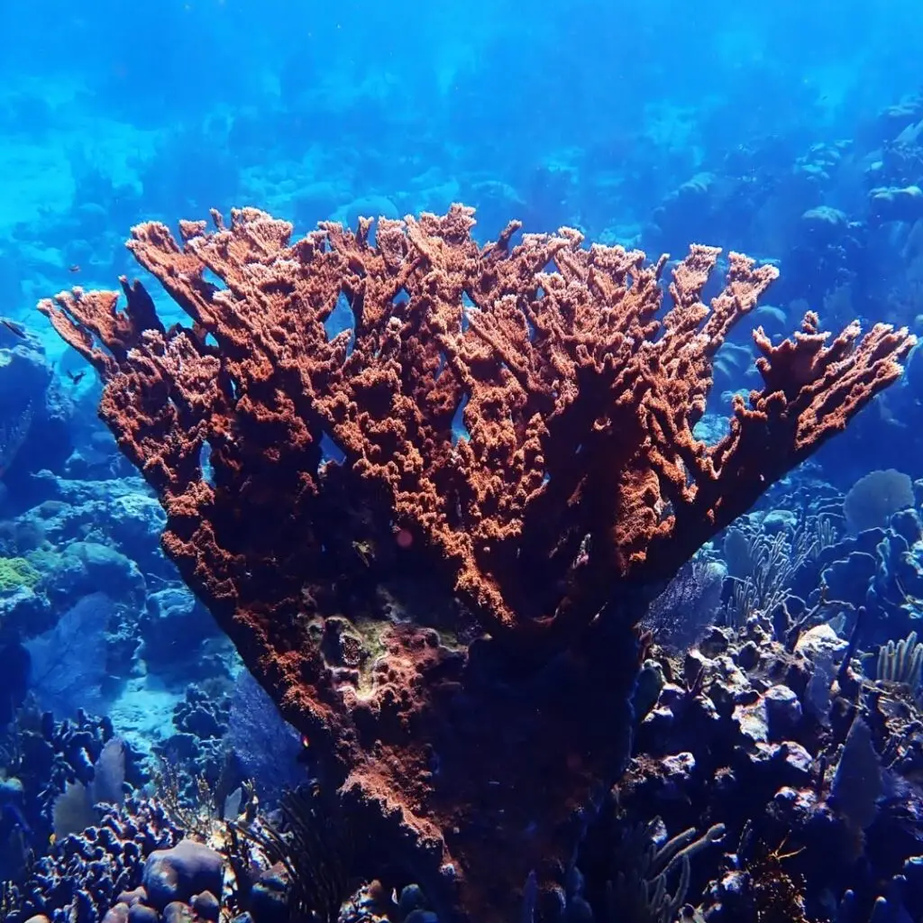 Photo of a large coral in the waters of Turneffe Atoll. Belize