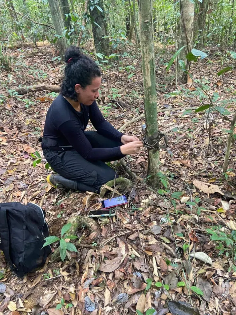Photo of a person dressed in black placing a camera trap on the trunk of a thin tree in Serra Bonita reserve, Brazil