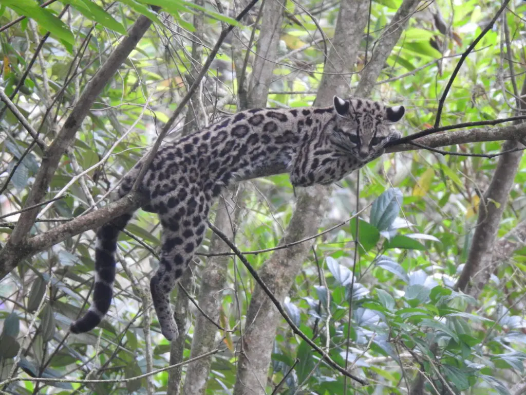 A Near Threatened Margay (Leopardus wiedii) lies on a tree branch in the Serra Bonita forest in Brazil.