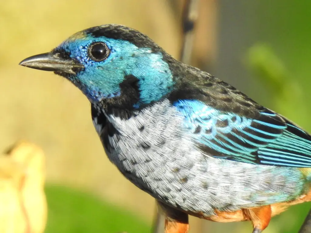 Close-up photo of a Perola bird with turquoise patches on its head and wings in Serra Bonita reserve, Brazil