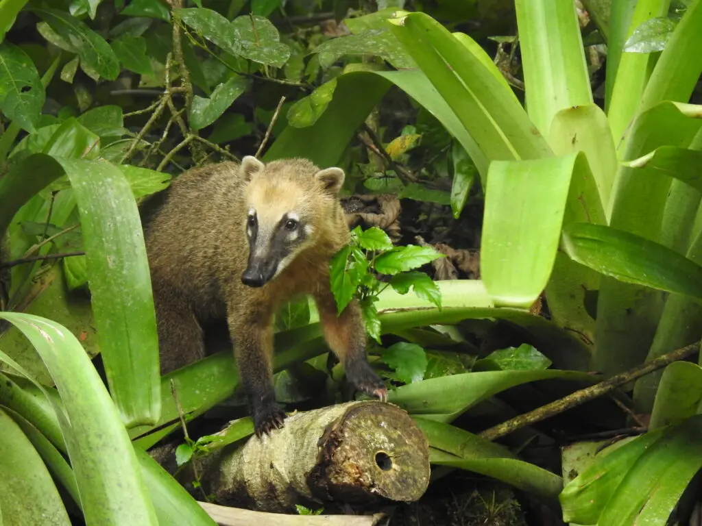 A Photo of a Quati (Nasua nasua) on the forest floor in Serra Bonita, Brazil