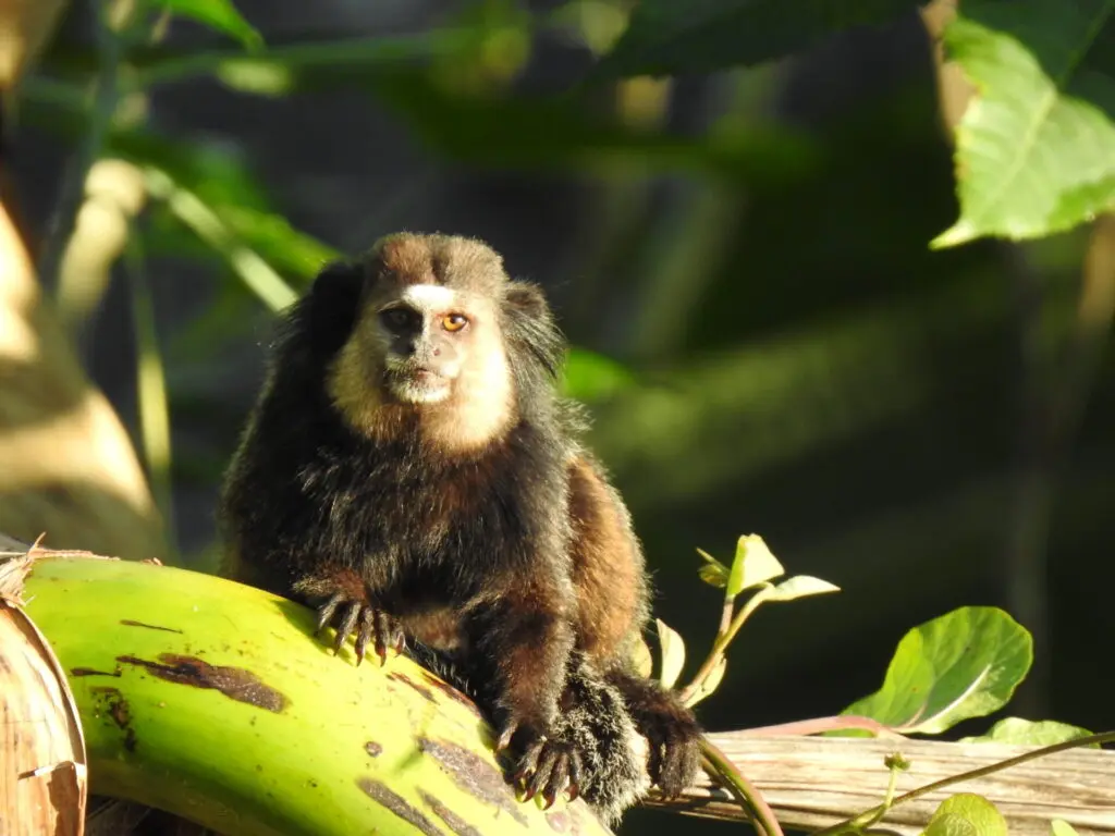Photo of a Sagui in the forest of Serra Bonita reserve, Brazil