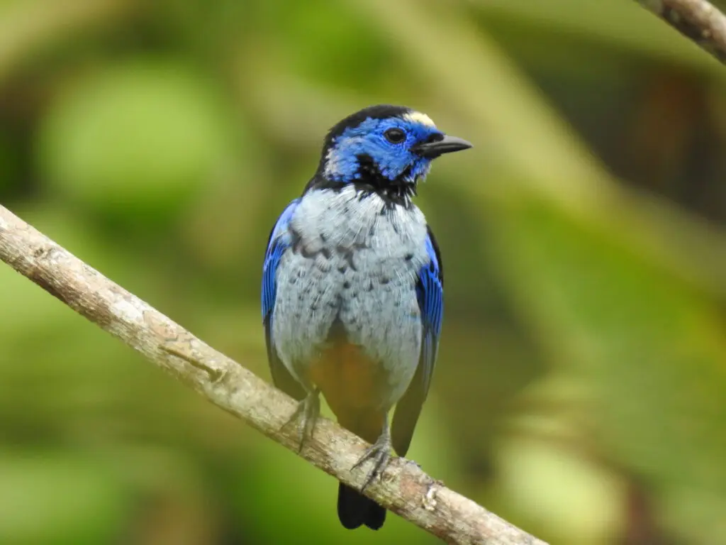 Photo of a Saira Perola bird, with a blue head and white breast, sitting on a branch in Serra Bonita reserve, Brazil