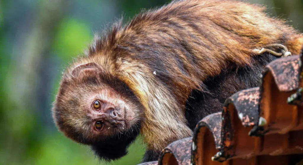 Close up of a Buff-headed Capuchin peering over the edge of a red tiled roof