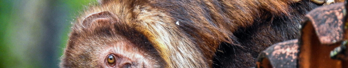 Close up of a Buff-headed Capuchin peering over the edge of a red tiled roof