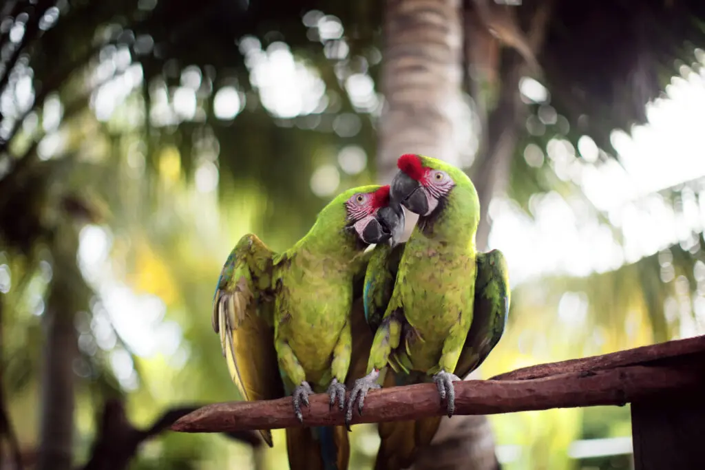 Great-Green-Macaws