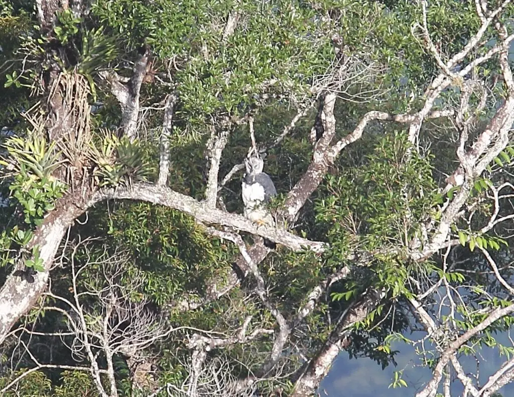 Harpia-Harpy-Eagle-