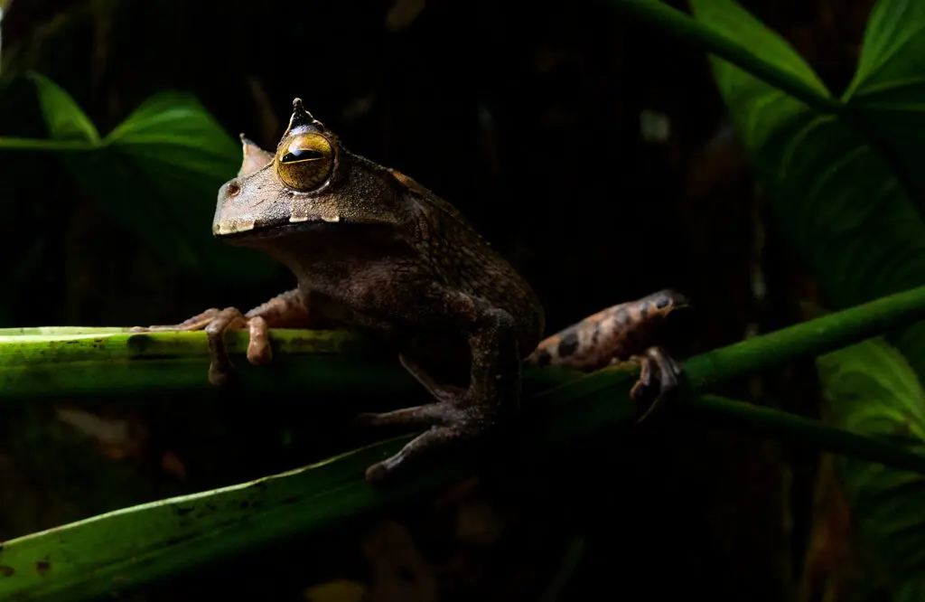 Horned-Marsupial-Frog-c-Frank-Pichardo
