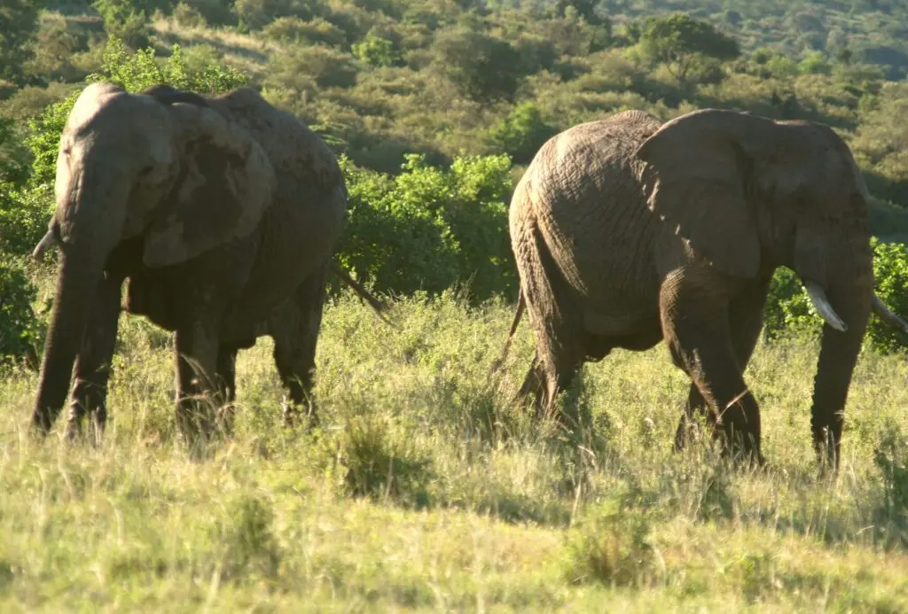 African-Elephant-e1640992344637