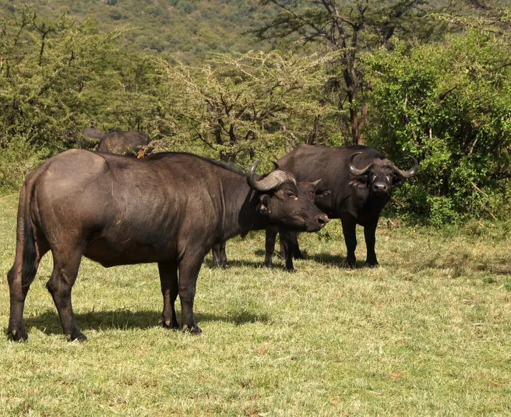 African-or-Cape-Buffalo