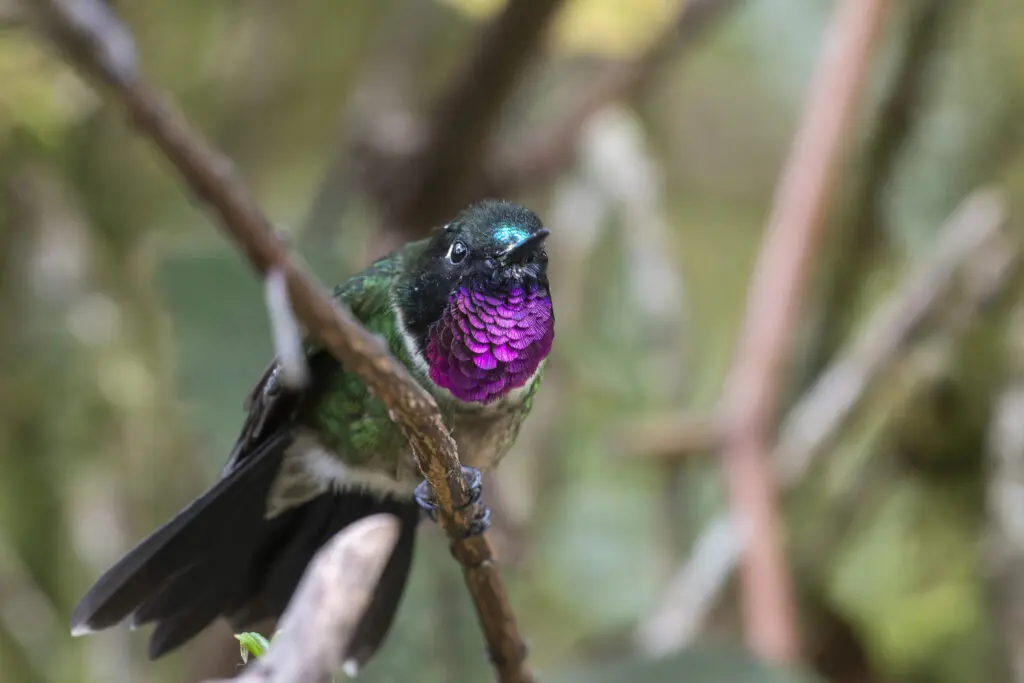 Amethyst-throated-Sunangel-©Meinolf-Pues-Tapichalaca-Reserve-Fundacion-Jocotoco