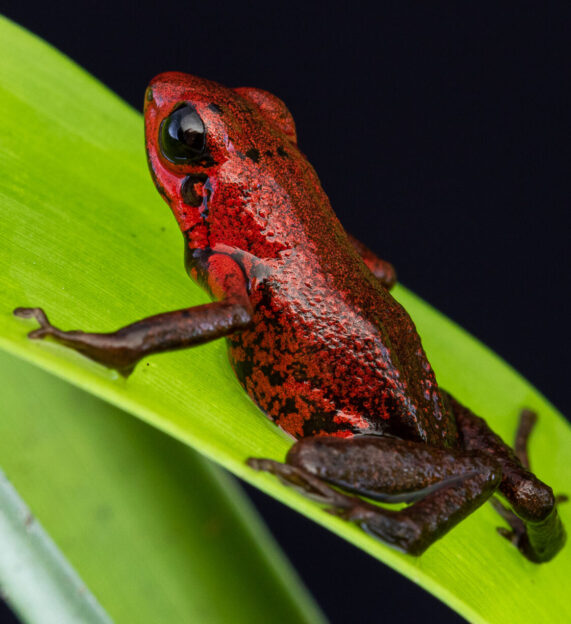 Small red Andean Poison Frog sitting on a light green leaf in Los Magnolios reserve, Colombia