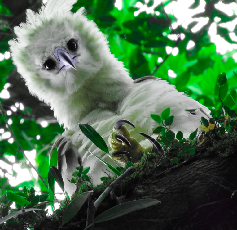 Closeup of Harpy Eagle staring down from a tree branch in the Choco Forest, Ecuador