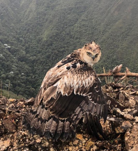 Black and chestnut eagle facing the camera on a cliff above a deep green valley in Tapichalaca Reserve in Ecuador