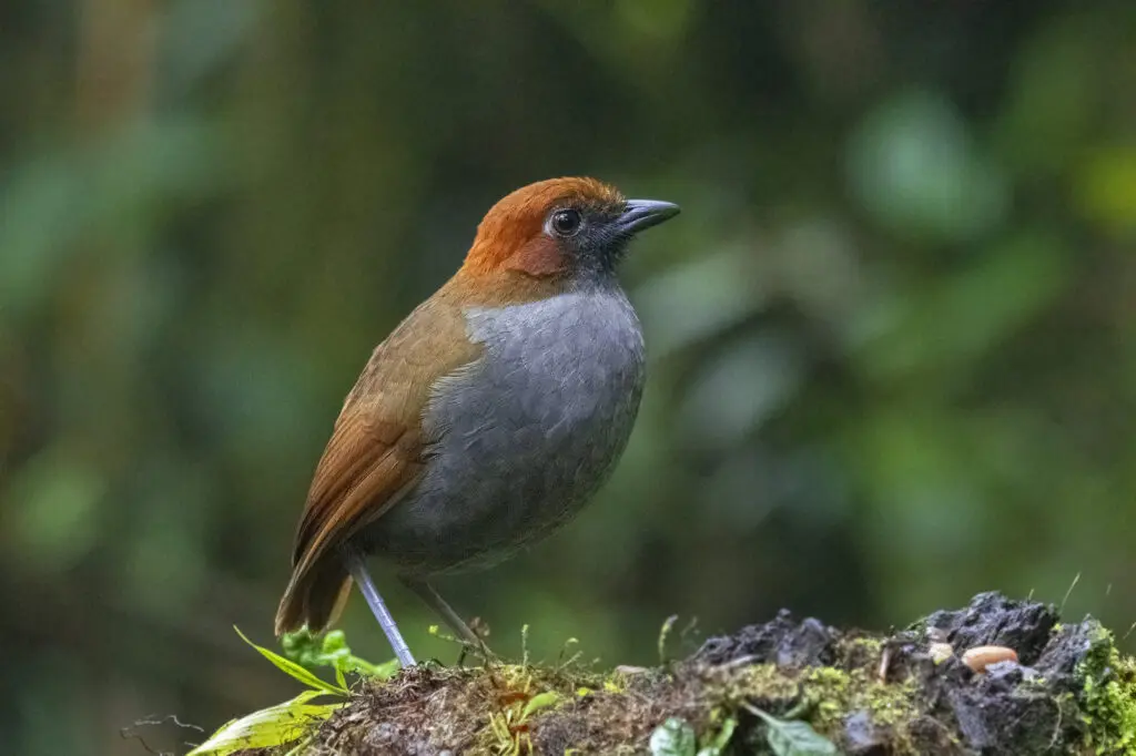 Chestnut-naped-antpitta-©Paolo-Escobar-by-Neoselva-Tapichalaca-reserve-Fundacion-Jocotoco