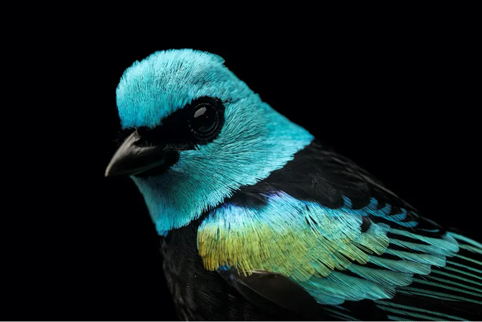 Choco-Blue-necked-Tanager