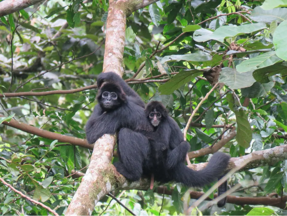 Choco-brown-headed-spider-monkey