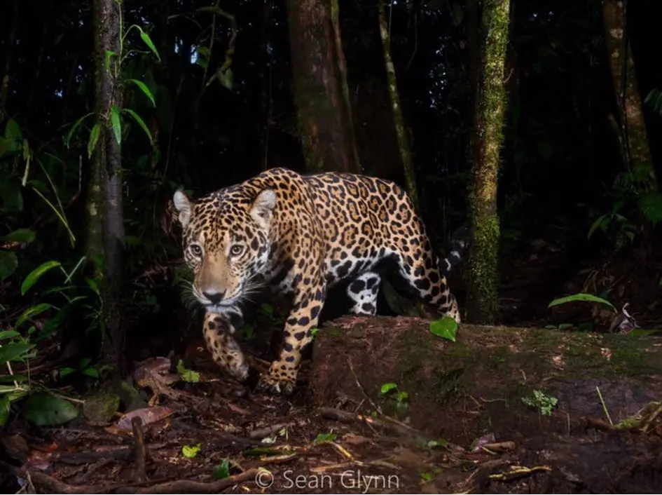 Choco-jaguar