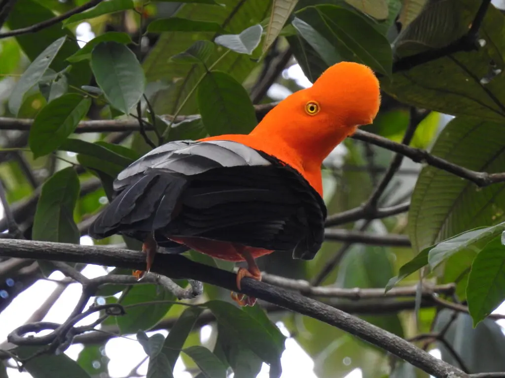 Photo of Cock-of-the-Rock bird with its bright orange head and black wings in Tapichalaca reserve, Ecuador