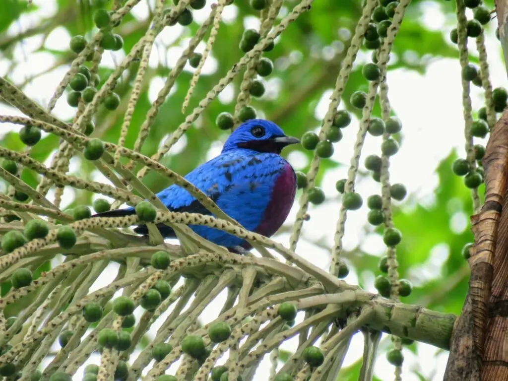 Crejoa-Cotinga-Maculata
