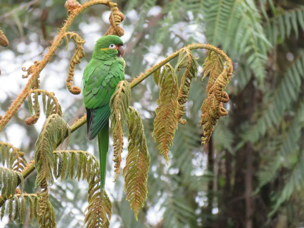 Golden-plumed-Parakeet-©Michael-Moens-Tapichalaca-reserve-Fundacion-Jocotoco