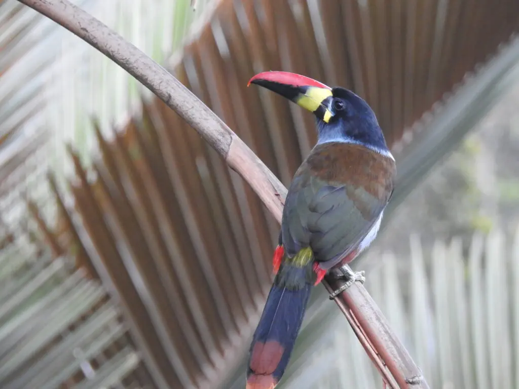 Gray-breasted-Mointain-Toucan-©Ramiro-Mendoza-Tapichalaca-Reserve-Fundacion-Jocotoco