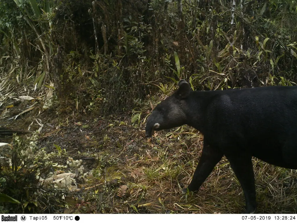 Photo of a Tapir walking in the forest of Tapichalaca reserve, Ecuador