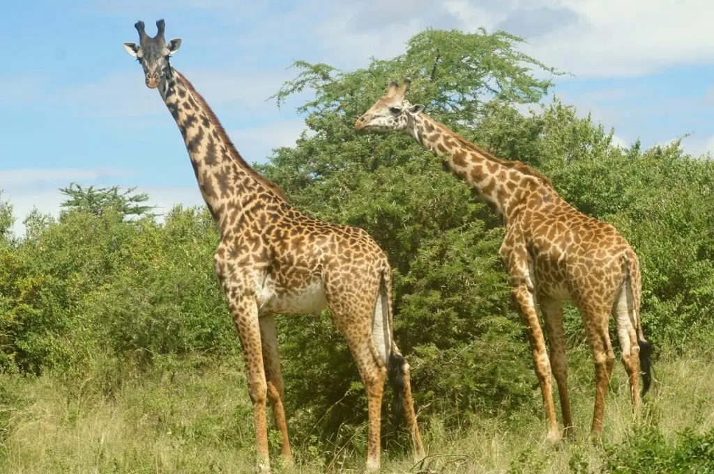 Masai-Giraffe