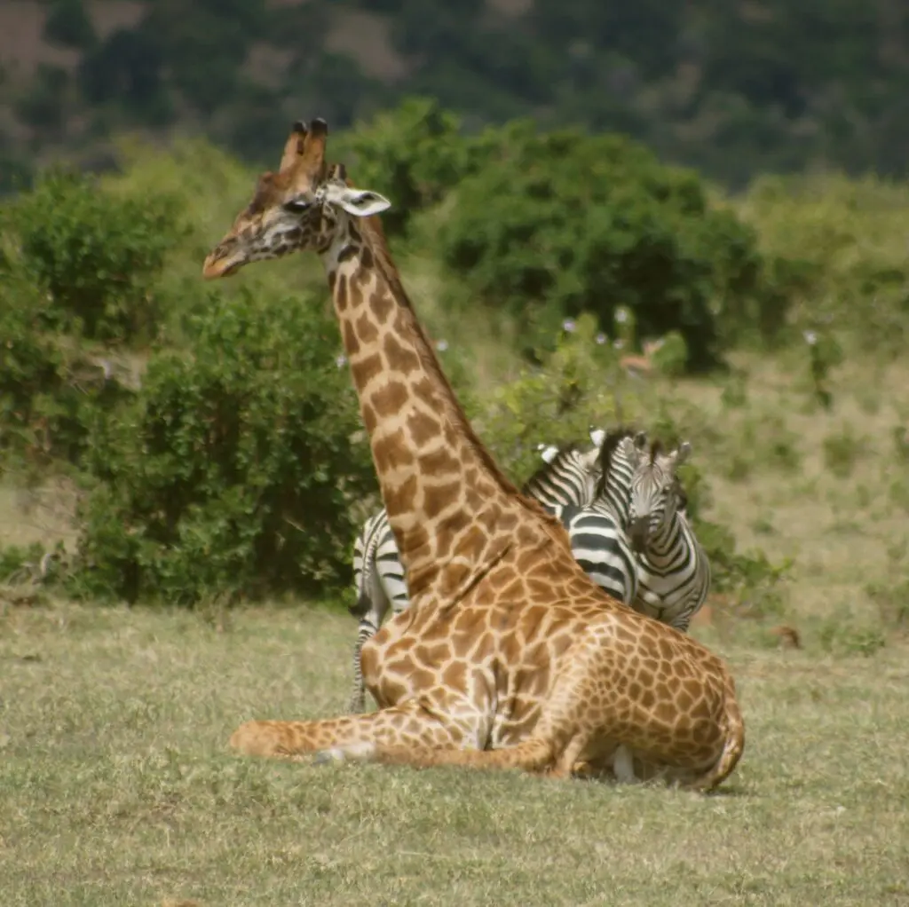 Masai-Giraffe-and-the-Common-Zebras