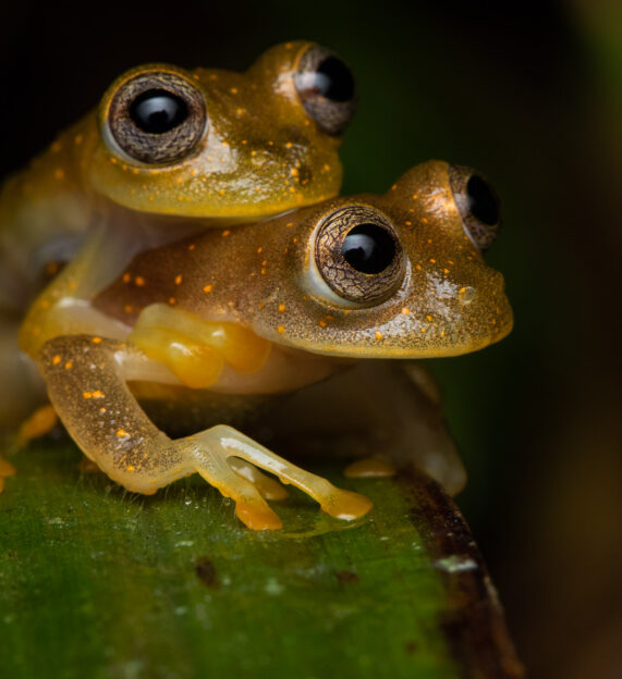 A pair of Reseda Glass frogs, one on the back of the other, on a leaf in the Los Magnolios reserve in Colombia
