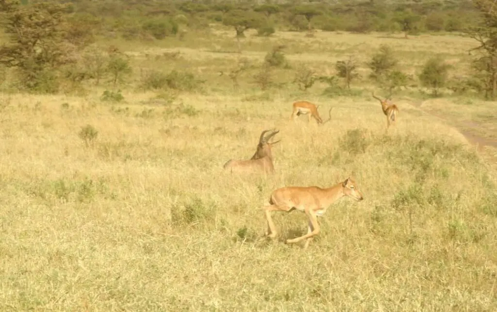 Open-grassland-areas_-diversity-of-habitats-e1640992370370