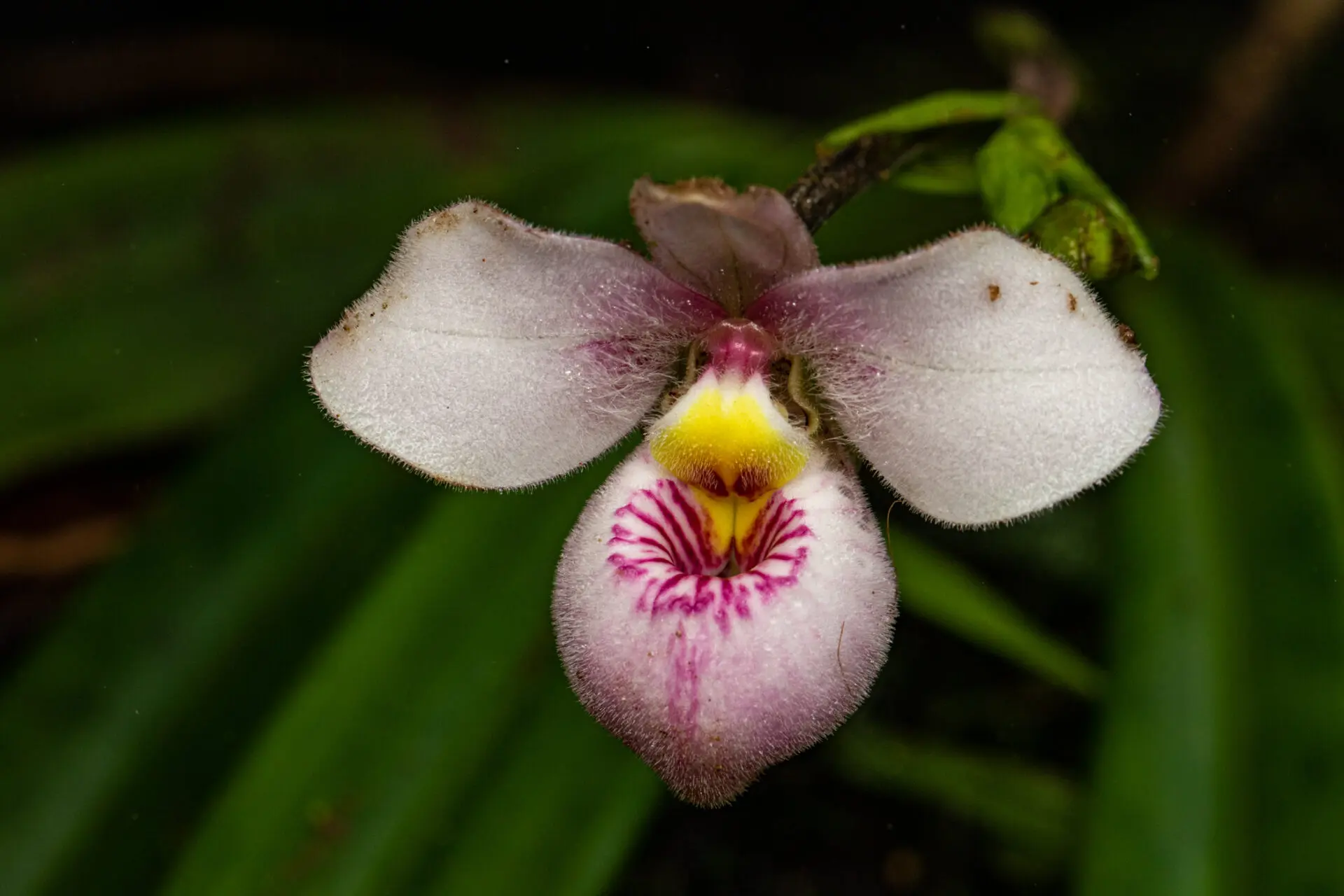 White orchid flower with a bit of pink and yellow in the middle sits against green leaves