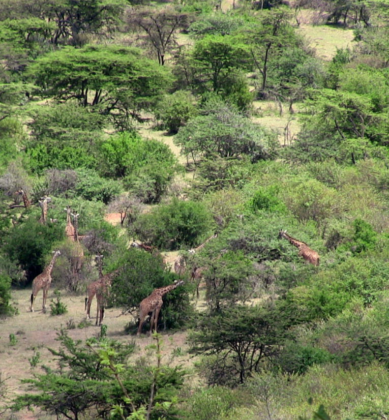 Approximately a dozen giraffe among trees in the Maasai Mara