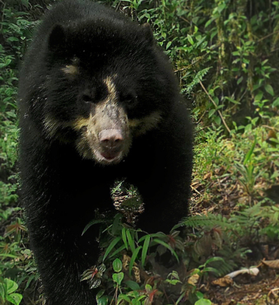 Spectacled bear walking through the jungle in Tapichalaca reserve, Ecuador