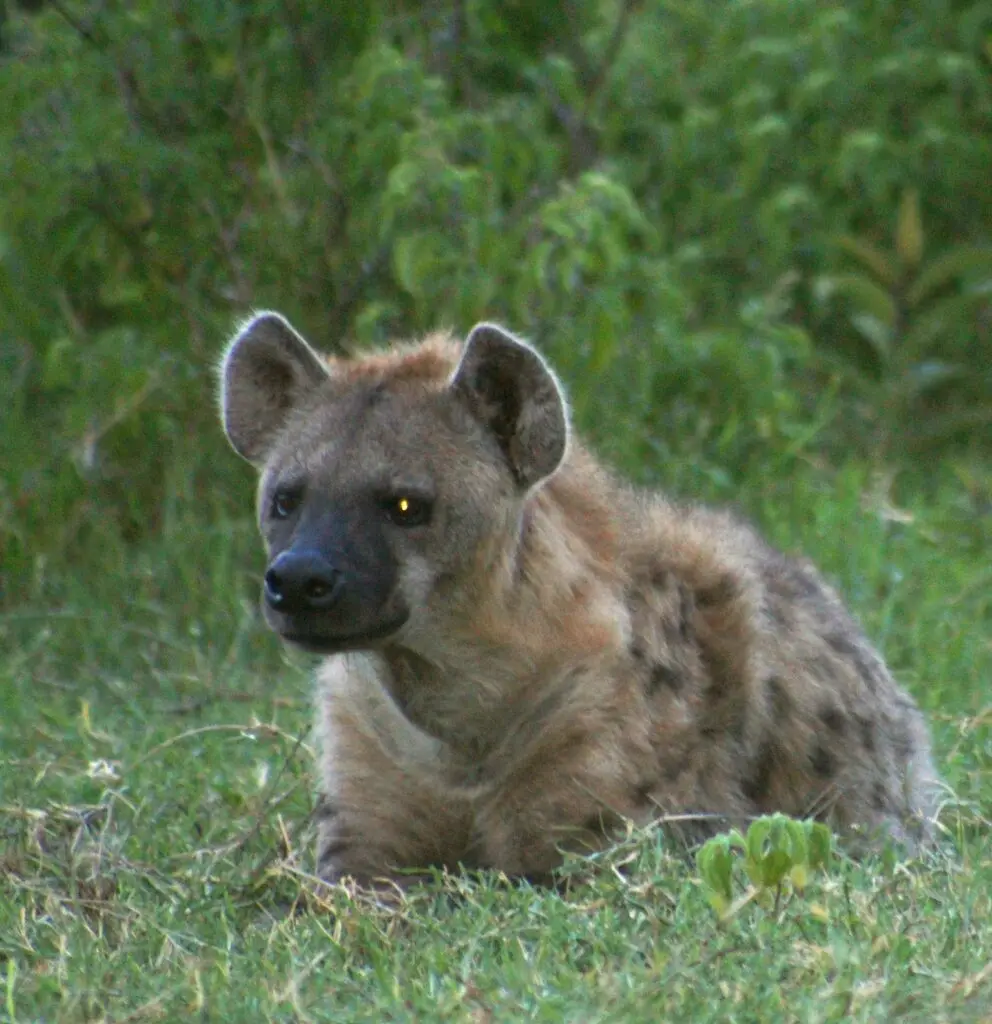 Spotted-hyena