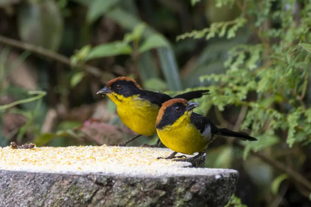 Photo of a Yellow-breasted Brushfinch in Tapichalaca reserve, Ecuador