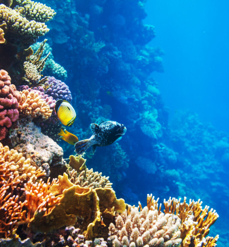 Turneffe Atoll, Belize Coral Fish - This is My Earth