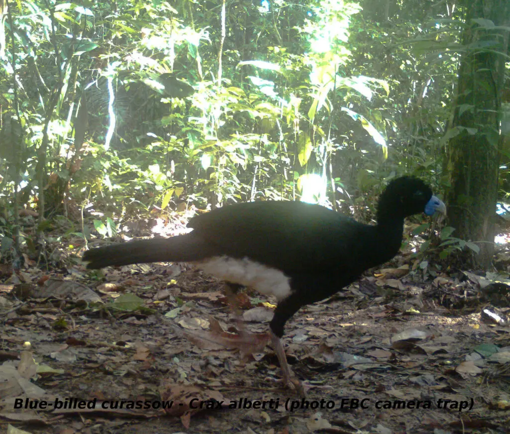 Photo of the Critically Endangered Blue-billed Curassow on the forest floor n Magdalena Valley, Colombia