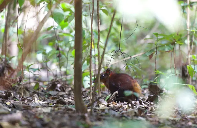 Golden-rumped-sengi-TiME
