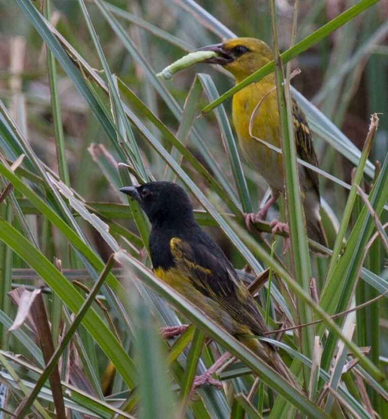 Black male and yellow female Clarke's Weaver bird in the grasses of Dakatcha Woodland in Kenya. The female is carrying a caterpillar in its beak.