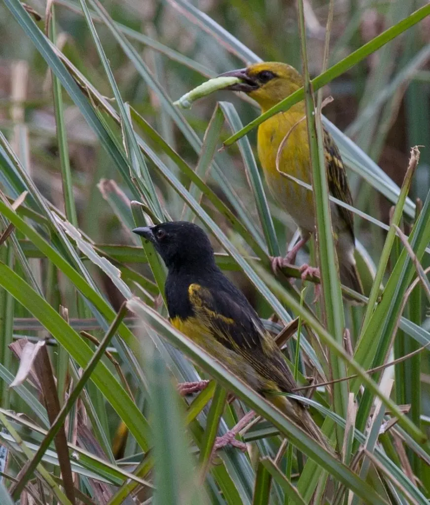Photo of yellow female Clarke's Weaver bird, carrying a caterpillar in its beak, and a black-headed male Clarke's weaver in the grasses of Dakatcha Woodland in Kenya.