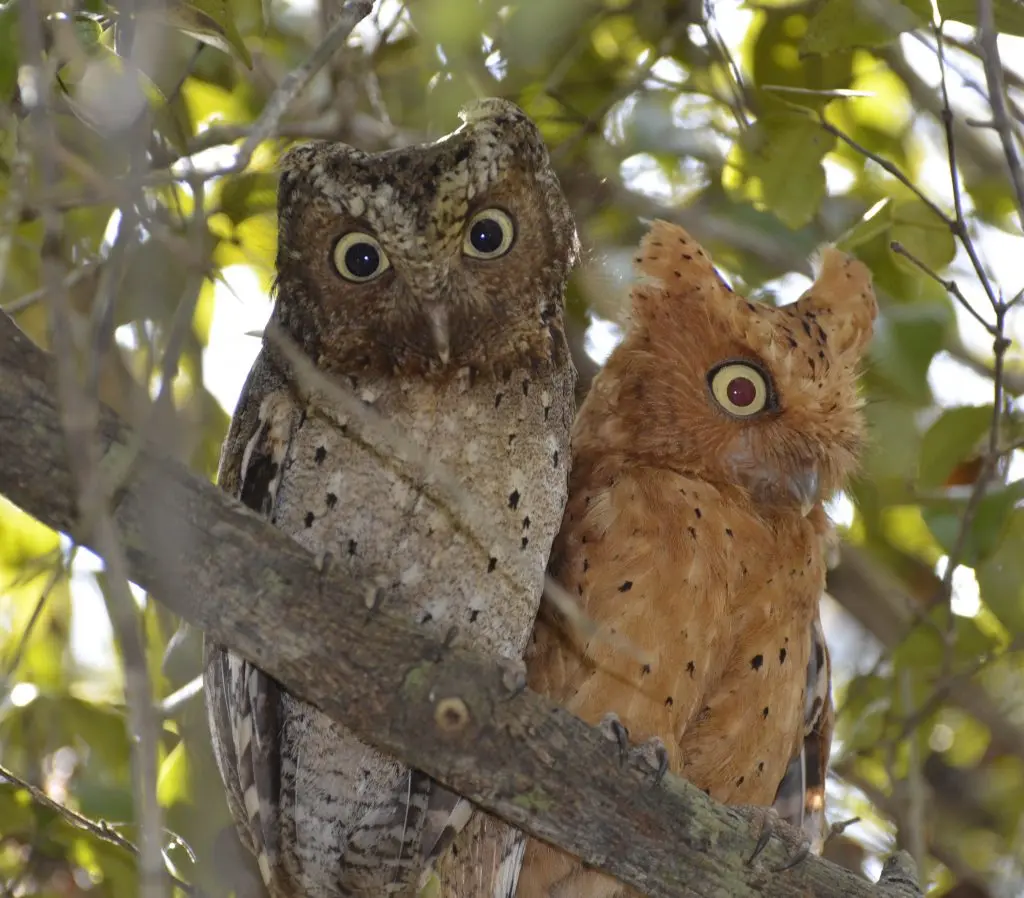 Photo of two Sokoke Scops owls sitting in a tree in Dakatcha Woodland, Kenya