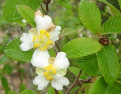 Photo of white Tetracera boiviniana flowers in Dakatcha Woodland, Kenya