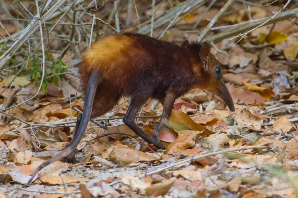 Photo of Golden-rumped Sengi walking on the forest floor in Dakatcha Woodland, Kenya