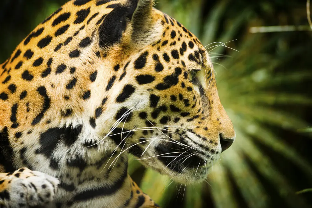 This is the story of the Famous Jaguar scarface: "The Jaguar has been seen as a spirit companion or "nagual", which will protect humans from evil spirits while moving between the Earth and the spirit realm. As the jaguar is quite at home in the nighttime, it is believed to be part of the underworld; thus, Maya gods with jaguar attributes or garments are underworld gods."