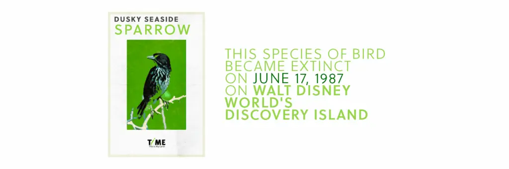 This is the story of the last Dusky seaside sparrow. It became extinct on Walt Disney World's Discovery Island on June 17, 1987.